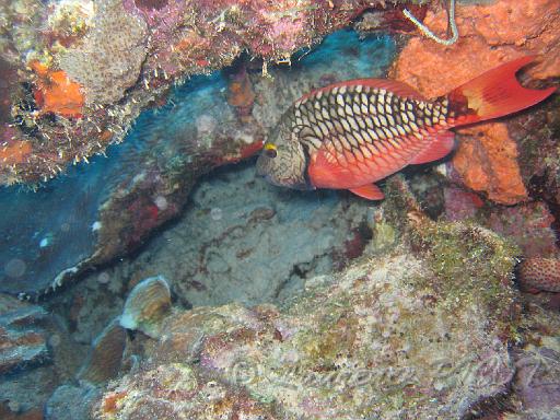 poisson perroquet feu Sparisoma viride femelle.JPG